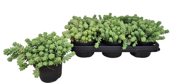 <h4>SEDUM BURRITO</h4>