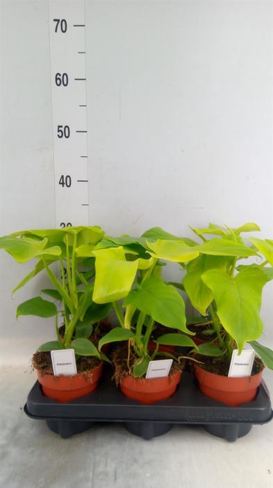 <h4>Philodendron   ...</h4>