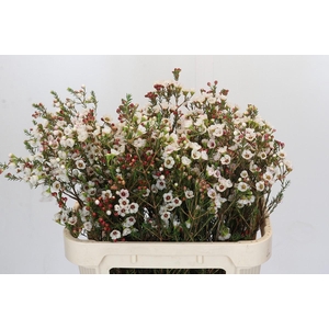 Chamelaucium Moonlight Delight