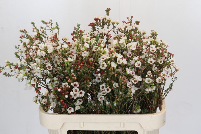 <h4>Chamelaucium Moonlight Delight</h4>