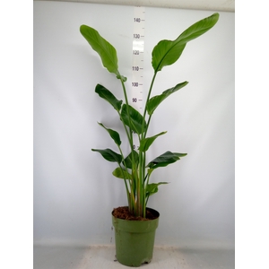 Strelitzia nicolai