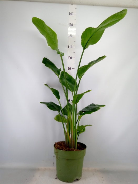 <h4>Strelitzia nicolai</h4>