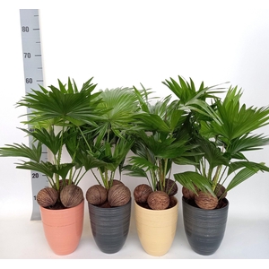 LIVISTONA ROTUNDIFOL