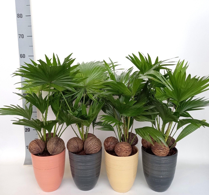 <h4>Livistona 830 mix met kadulnoten</h4>