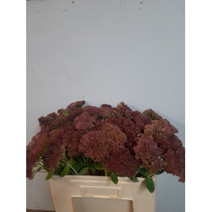 SEDUM SPECTABILE