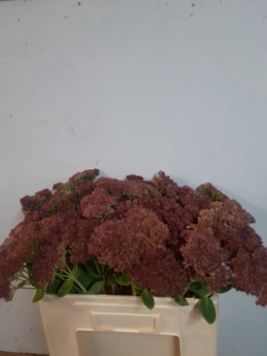 <h4>SEDUM SPECTABILE</h4>