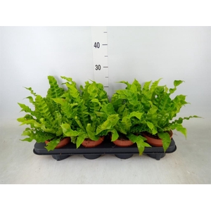 Asplenium nidus 'Crispy Wave'