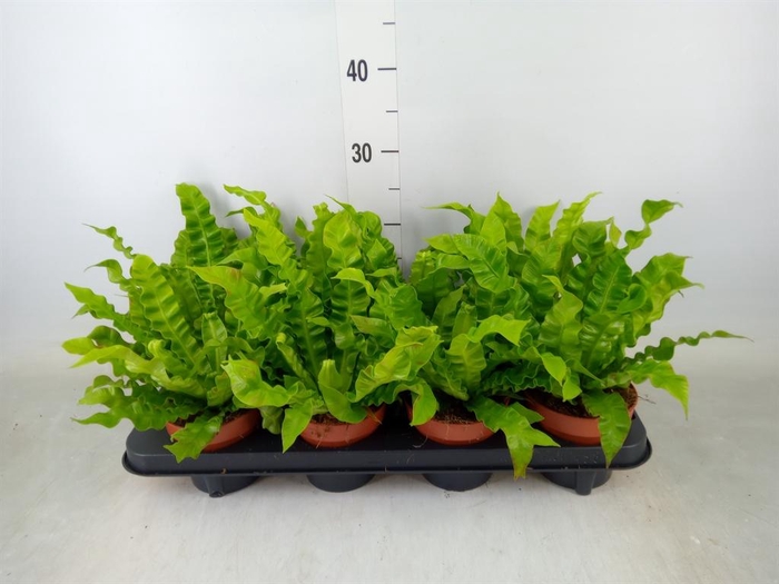 <h4>Asplenium nidus 'Crispy Wave'</h4>