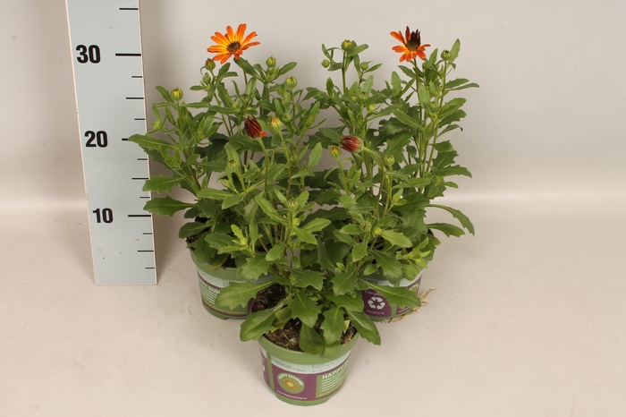 Osteospernum Senorita Lucia (Orange)