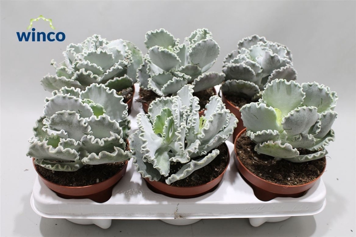 <h4>Cotyledon Undulata</h4>