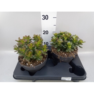 Crassula ovata 'Minor'