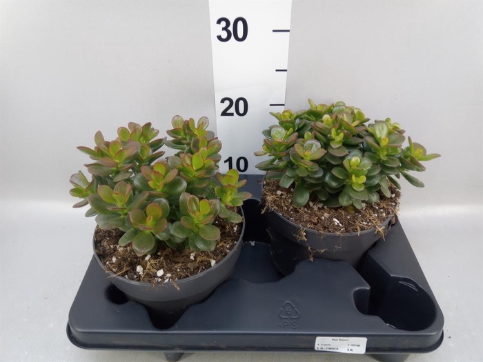 <h4>Crassula ovata 'Minor'</h4>