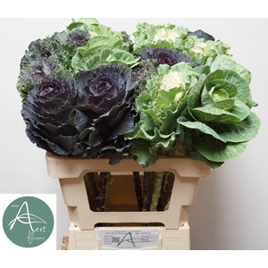 Brassica Mixed