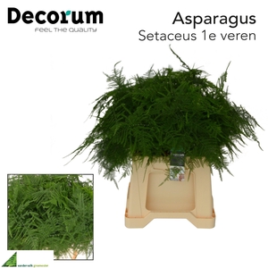 ASPARAGUS SETACEUS