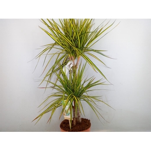 Dracaena marg. 'Sunray'