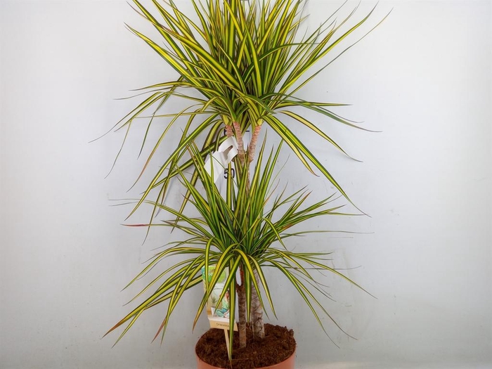 <h4>Dracaena marg. 'Sunray'</h4>