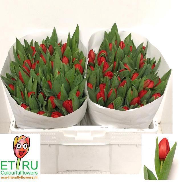 <h4>TU EN ESCAPE</h4>