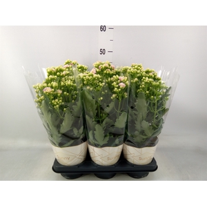 Kalanchoe  'MoreFlow Sunny Pink'