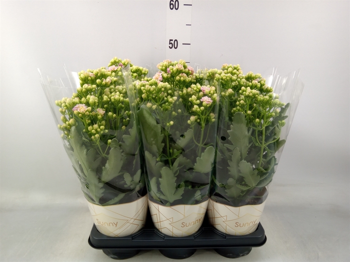 <h4>Kalanchoe  'MoreFlow Sunny Pink'</h4>