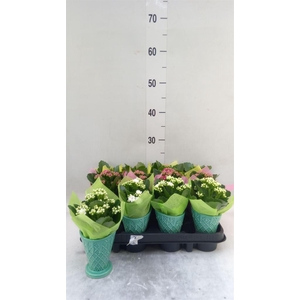 Arr.   Planten L%