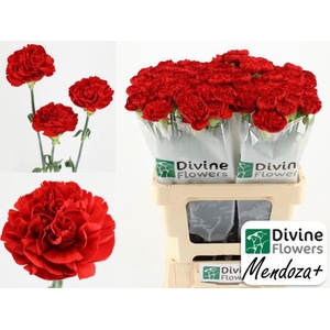Dianthus ST 'Mendoza'