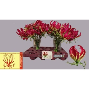 GLORIOSA ROTHSCHILD