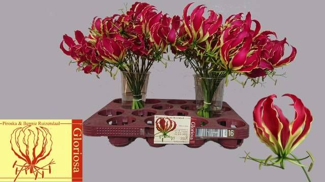 <h4>GLORIOSA ROTHSCHILD</h4>