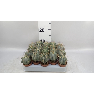 Astrophytum ornatum
