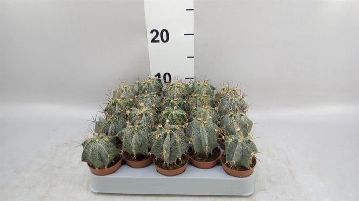 <h4>Astrophytum ornatum</h4>