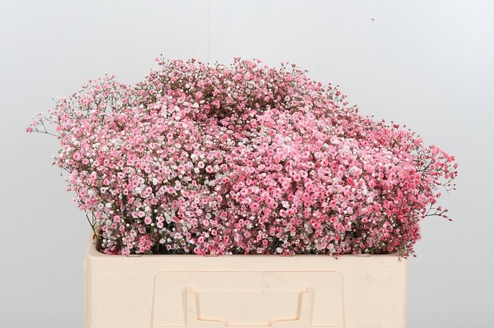 <h4>Gyps Painted Peach</h4>