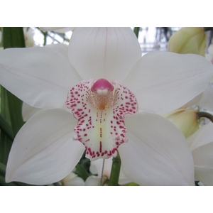 Cymbidium Sugar Lee Doos