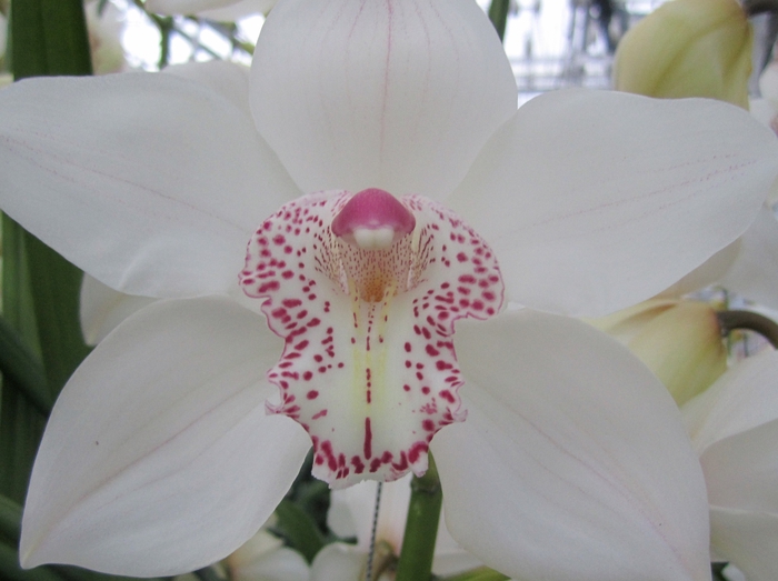 <h4>Cymbidium Sugar Lee Doos</h4>