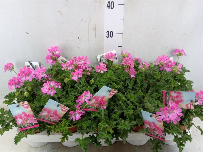 <h4>Pelargonium   ...mix smelling</h4>
