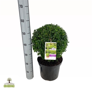 Buxus sempervirens Bol 30