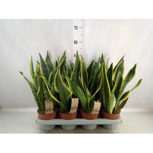 Sansevieria trifa. 'Futura Superba'