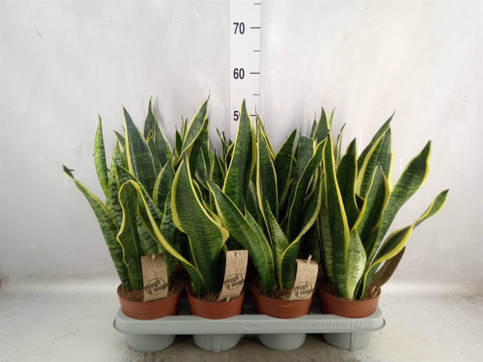 Sansevieria trifa. 'Futura Superba'