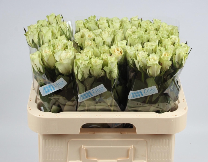 <h4>R GR ATHENA</h4>