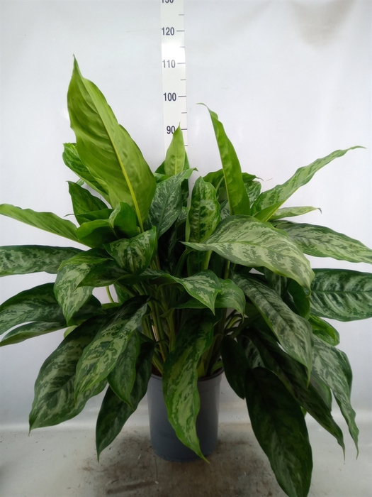 <h4>Aglaonema   ...</h4>