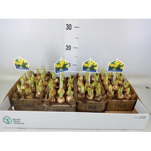 Arr.  Narcissus Tete Tete L%