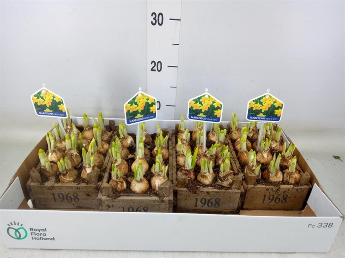 <h4>Arr.  Narcissus Tete Tete L%</h4>