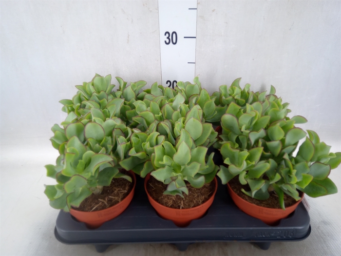 <h4>Crassula arborescens 'Curly Green'</h4>