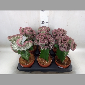 Euphorbia lactea