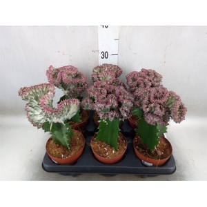 Euphorbia lactea