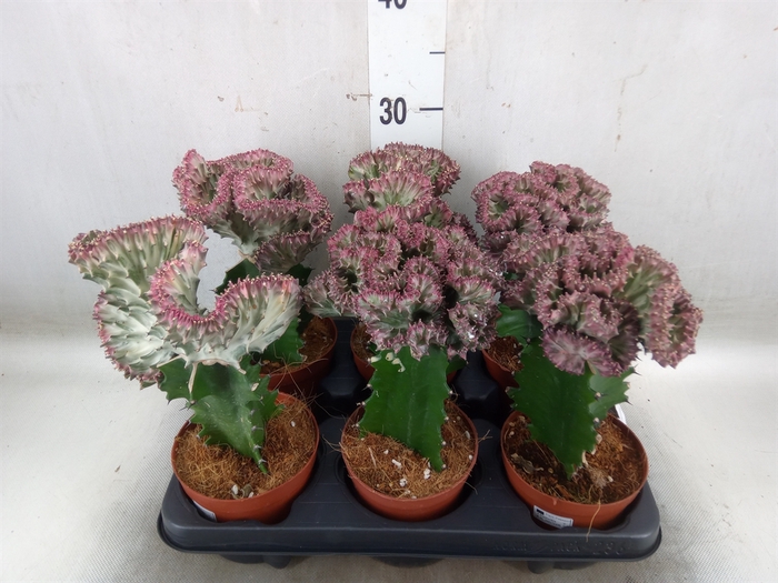 <h4>Euphorbia lactea</h4>