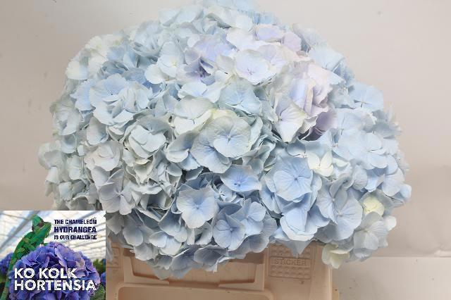 <h4>HYDR M CH VERENA BL</h4>