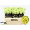 R Gr Green Generatio