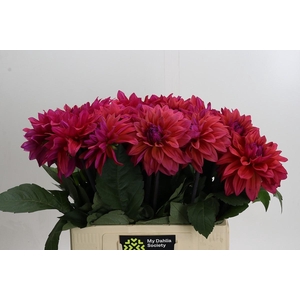 Dahlia (Decorative Grp) 'Feline Yvonne'