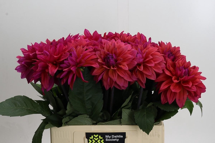 <h4>Dahlia (Decorative Grp) 'Feline Yvonne'</h4>