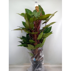 Philodendron  'Red Emerald'