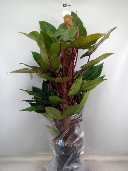 <h4>Philodendron  'Red Emerald'</h4>